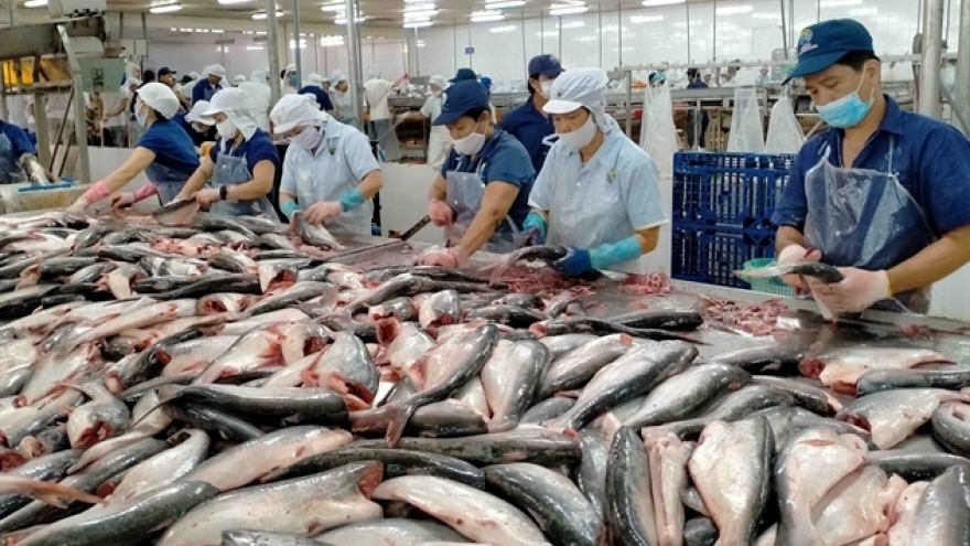 Giá cá tra xuất khẩu sang Mỹ cao kỷ lục